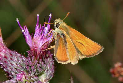 Small Skipper.