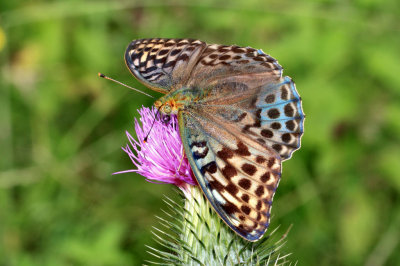 Silver-washed Fritillary (female).