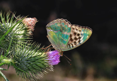 Silver-washed Fritillary (female).