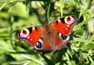 Peacock Butterfly.