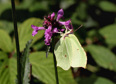 Brimstone Butterfly.