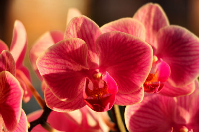 Orchid.