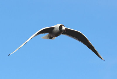 Black headed gull.