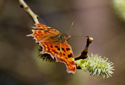 Comma Butterfly.