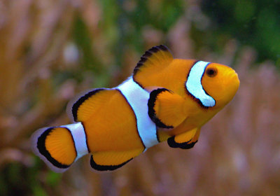 Clownfish.