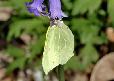 Brimstone Butterfly.