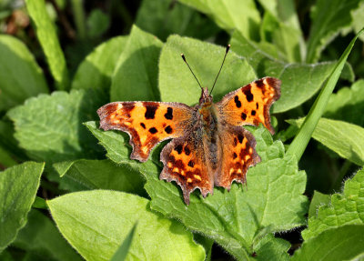 Comma Butterfly (Overwintered).