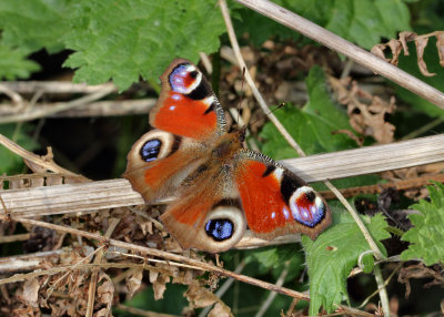 Peacock Butterfly (Overwintered).