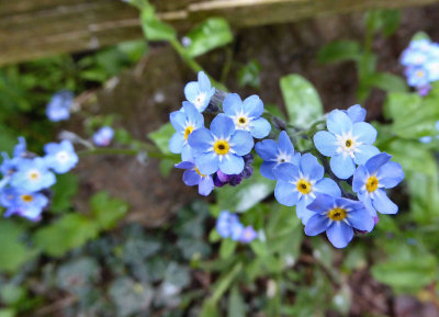 Forget-me-knots.