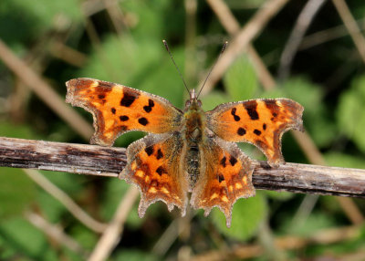 Comma Butterfly.