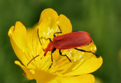 Cardinal Beetle.