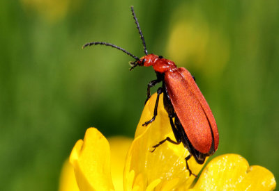 Cardinal Beetle.