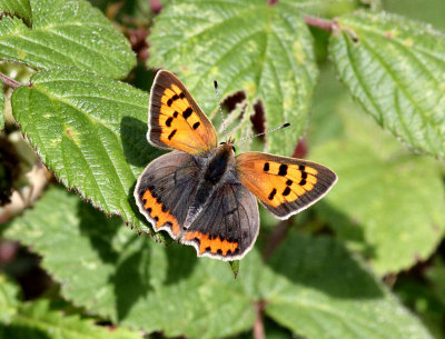 Small Copper (male).