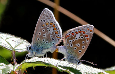Common Blue Butterflies.