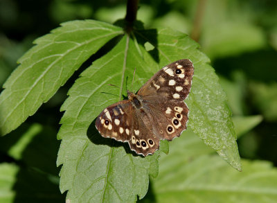 Speckled Wood.