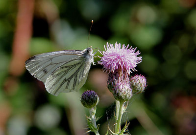 Green-veined White.