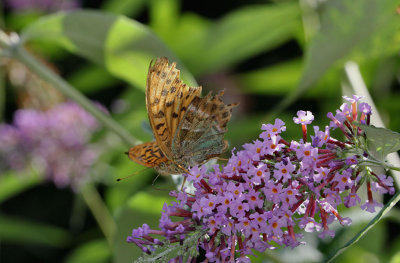 Silver-washed Fritillary