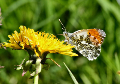 Orange Tip (male). 