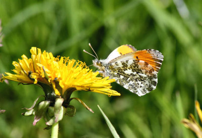 Orange Tip (male). 