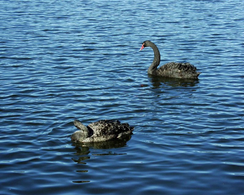 Swans