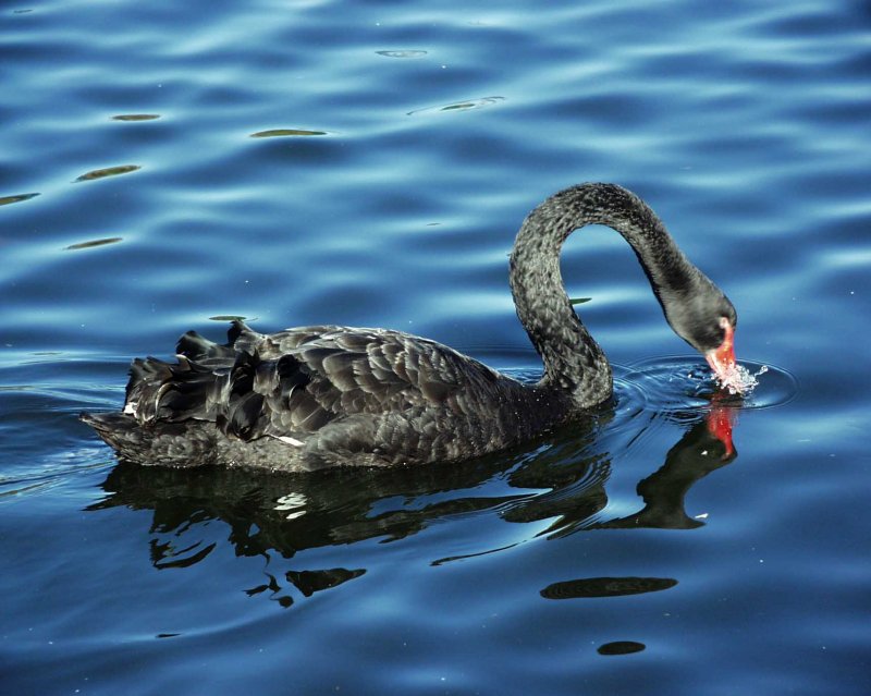 Swan