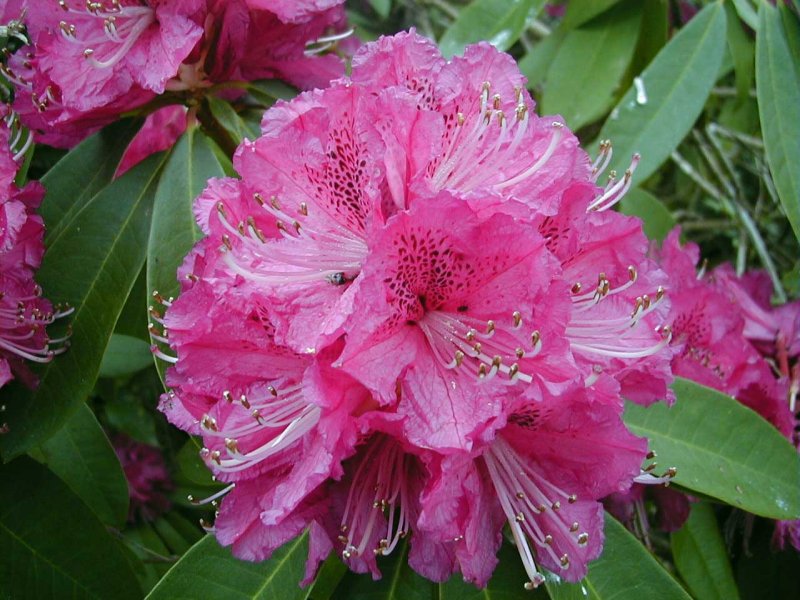  Rhododendron