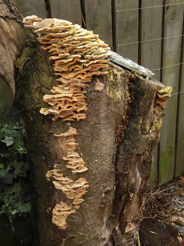 Mushrooms