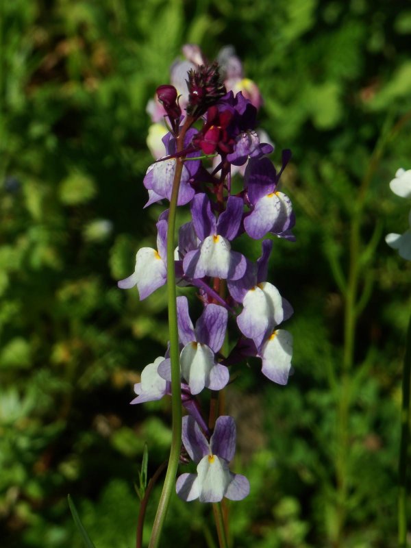 Toad Flax 3