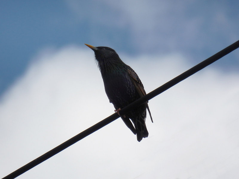 Starling