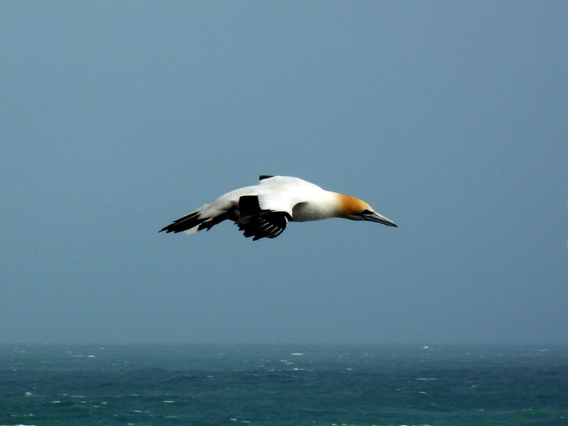 Flying Gannet 2