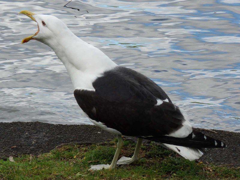 Blackbacked Gull 2