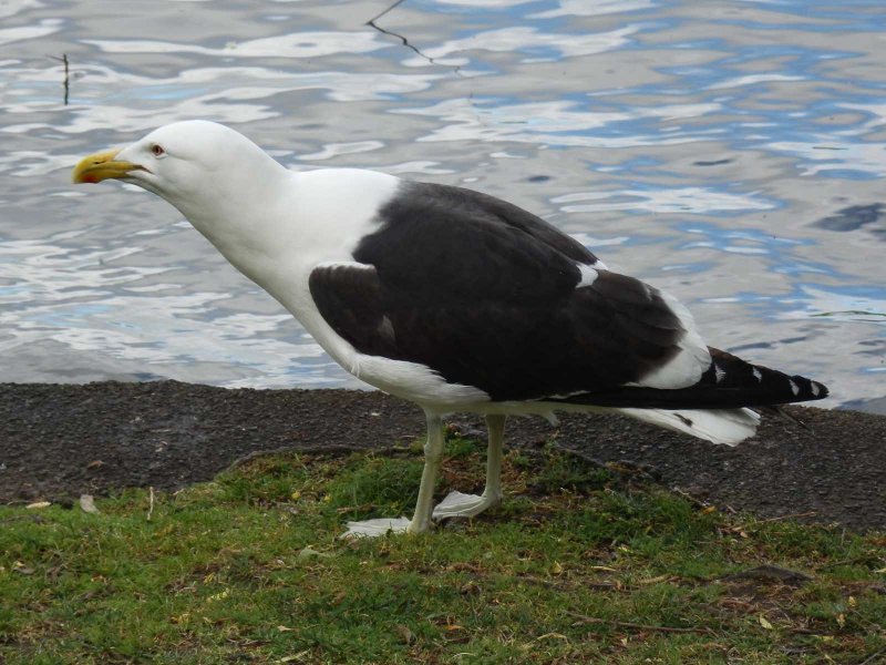 Blackbacked Gull 1