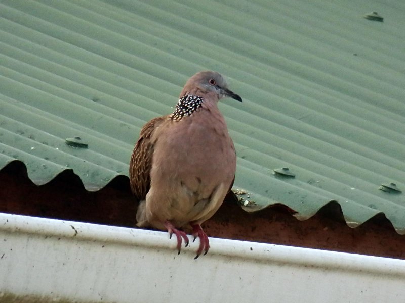 Spotted Dove