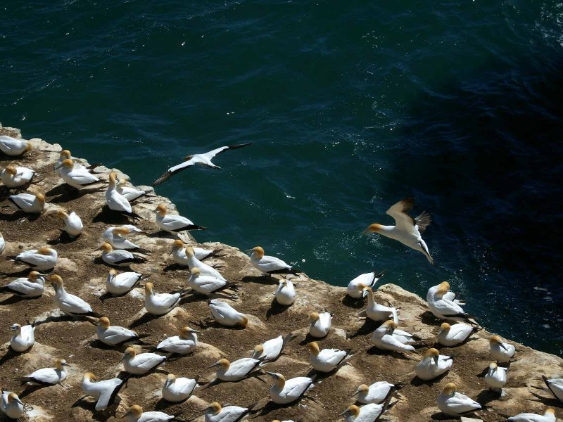Gannets In Flight 2