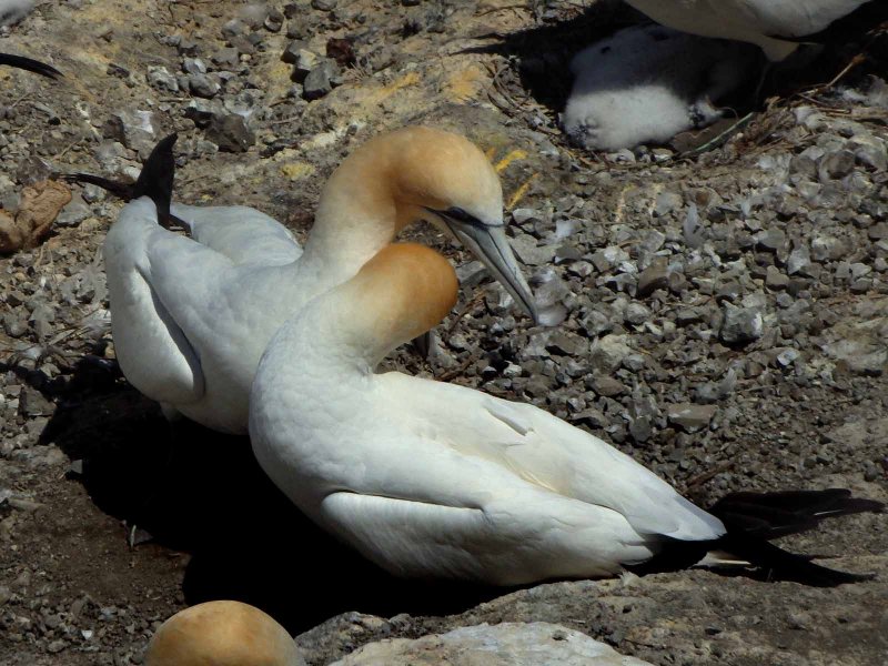 Gannets 6