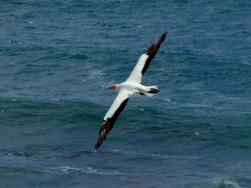 Gannet In Flight 3