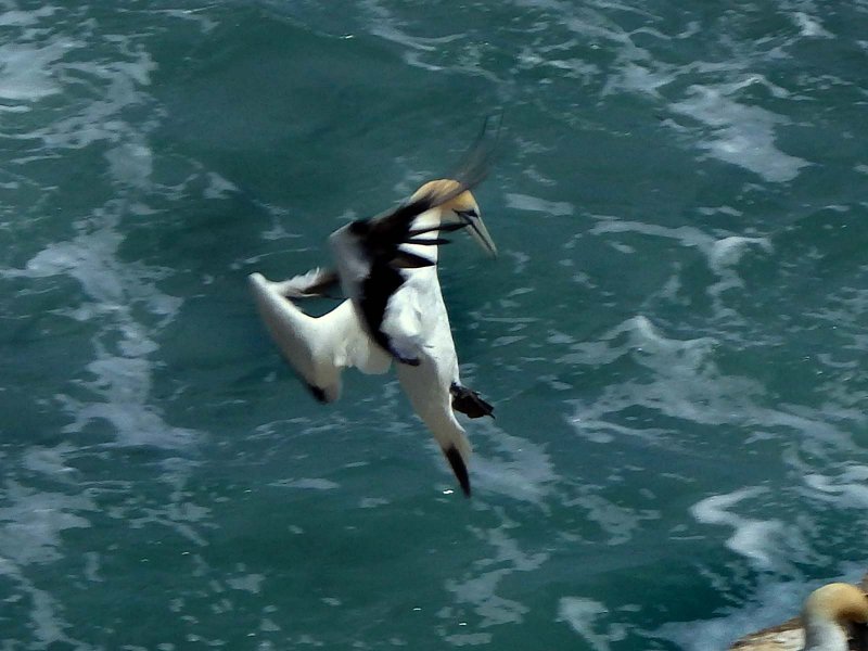 Gannet In Flight 4