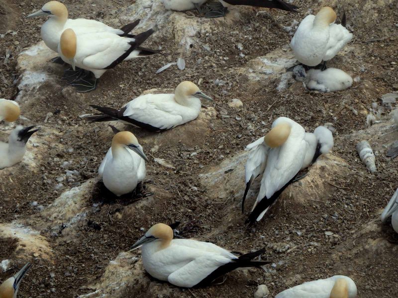 Gannets 9