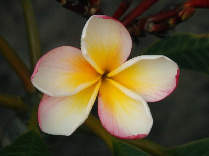Frangipani 2