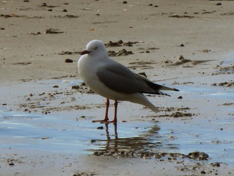 Gull