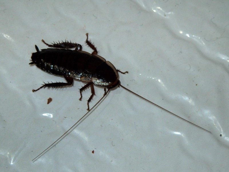 Gisborne Cockroach 2