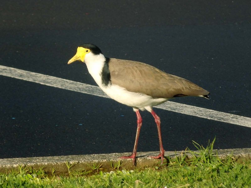 Spur Winged (Masked) Plover 4