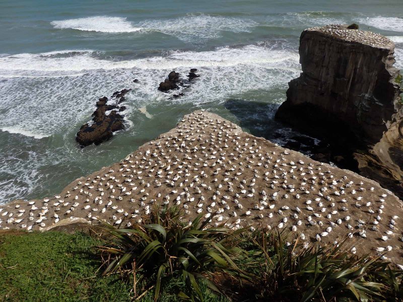 Gannet Colony