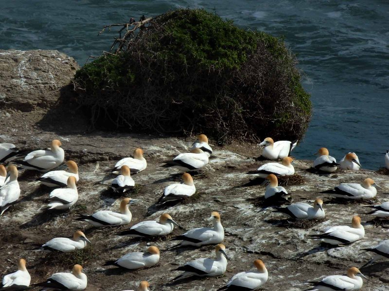 Motutara Island