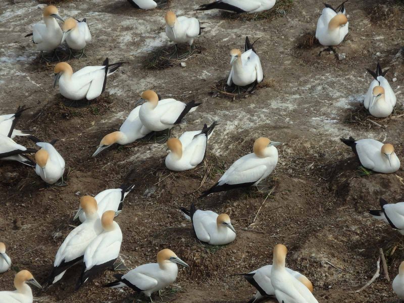 Gannet Colony