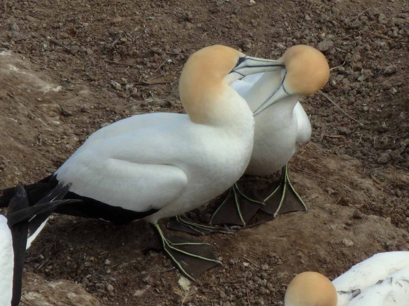 Gannet Couple