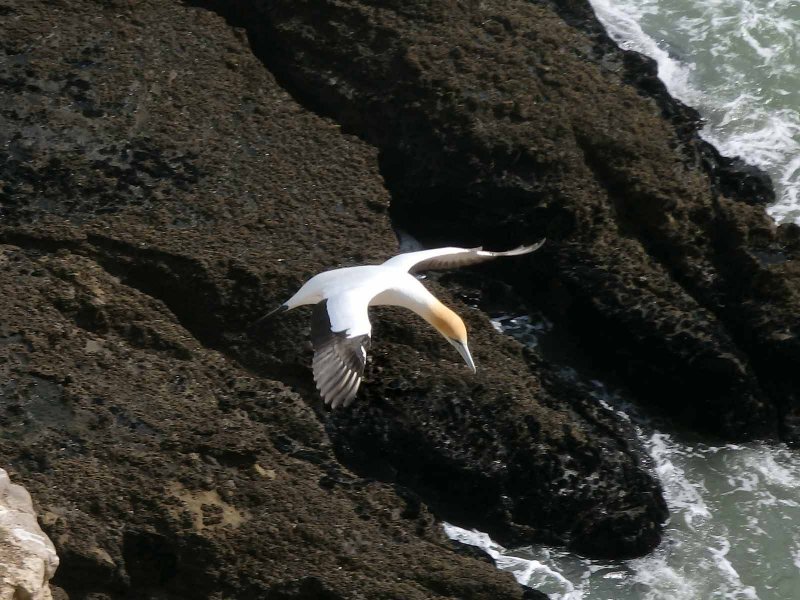 Gannet In Flight