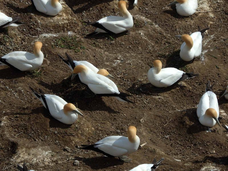 Gannet Colony