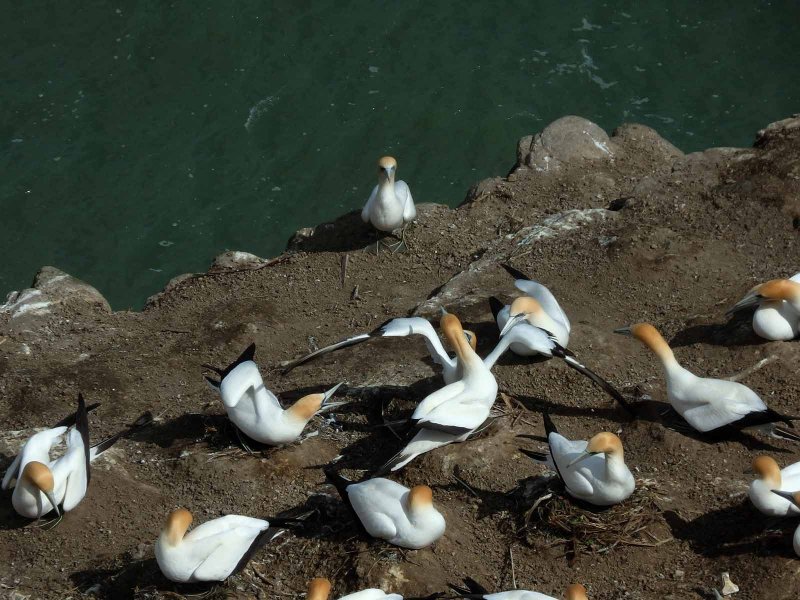 Gannet Colony