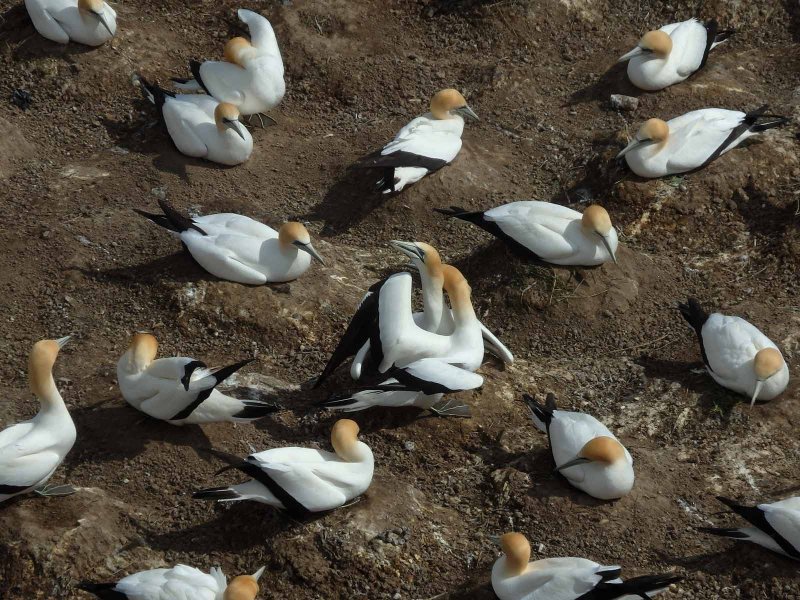 Gannet Colony